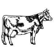 COW031