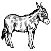 BURRO005