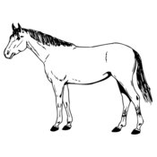 HORSE024