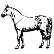 HORSE032